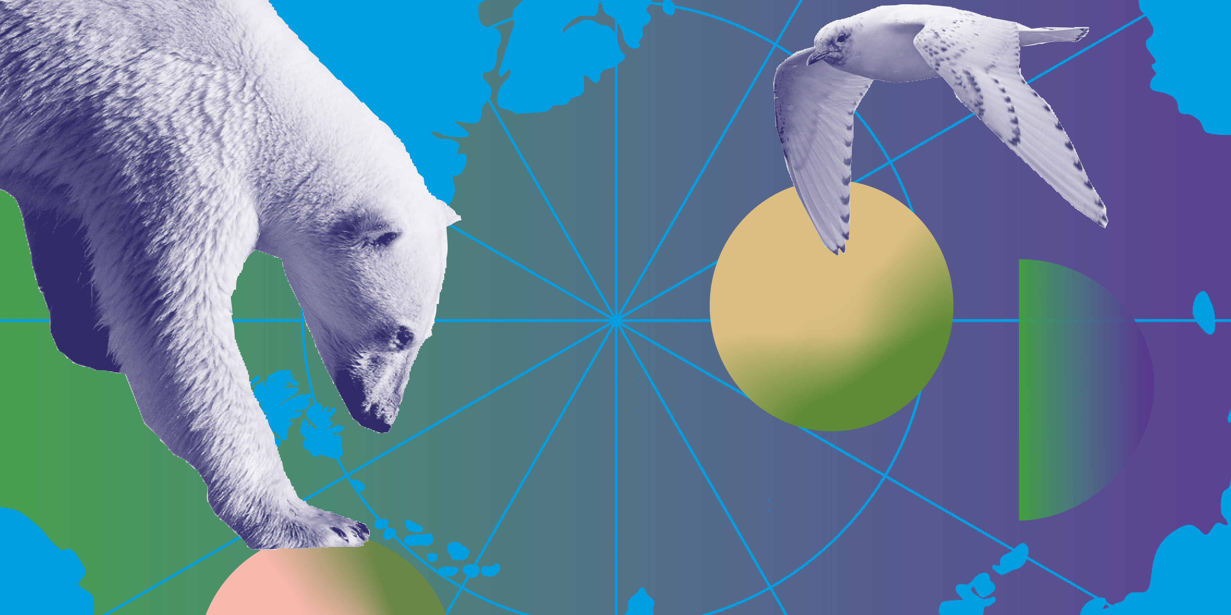 The image is an illustration of the North Pole. On the left is the upper body of a polar bear standing with its paw on a yellow-green ball, on the left is a bird. Graphic Design: Emilia Wärff